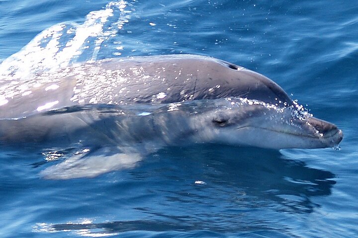 Jervis Bay Dolphin Watch Cruise - Tweed Heads Accommodation